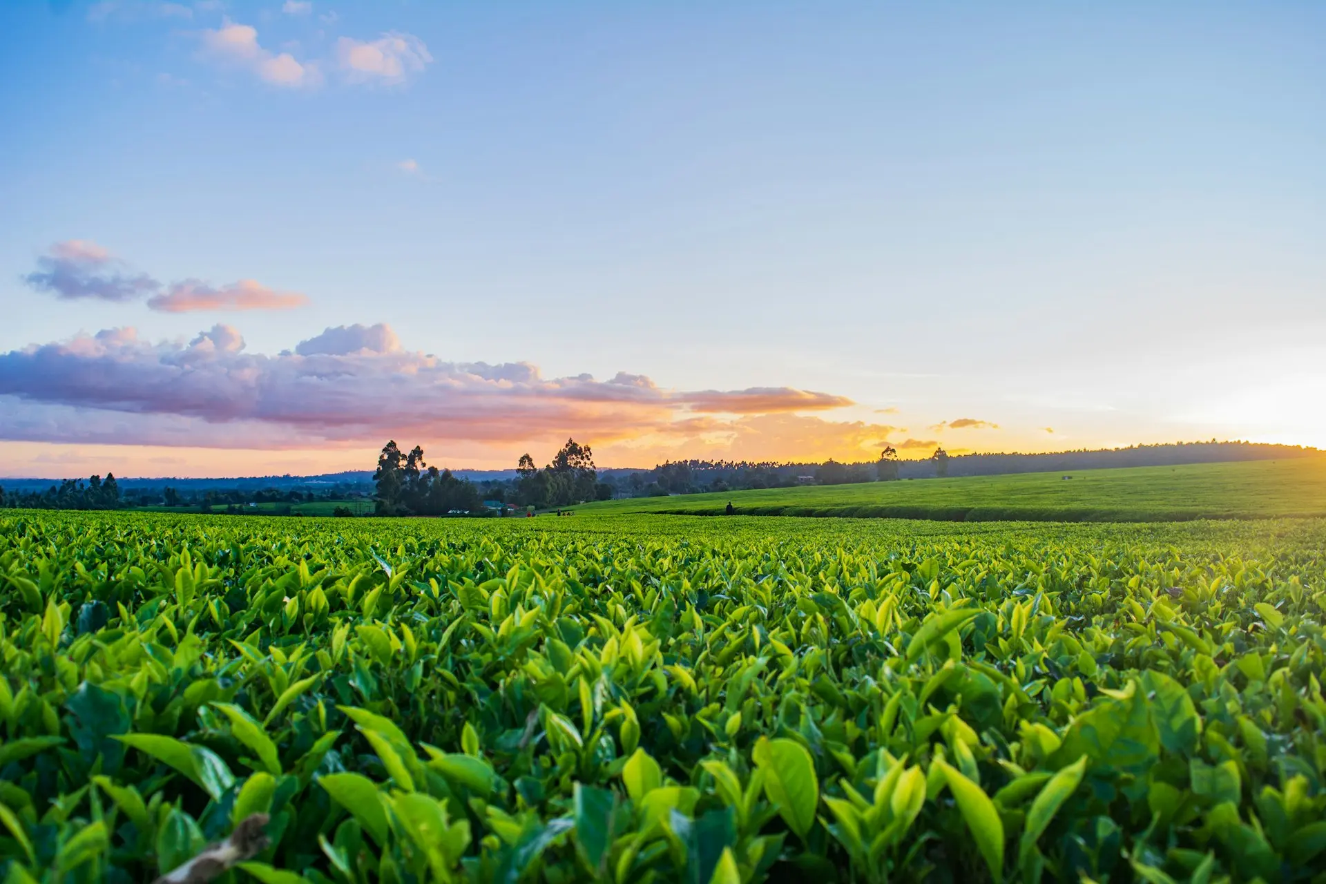 green grass field under white clouds during daytime